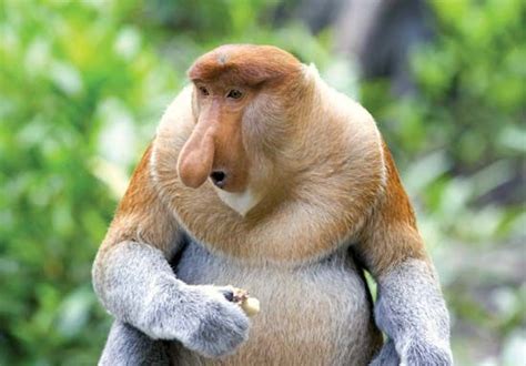 Proboscis monkey | primate | Britannica.com