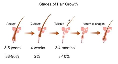 Hair Growth Cycle | Stages of Hair Growth | NY Hair Loss