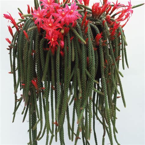 8 Best Cactus Varieties to Grow Indoors