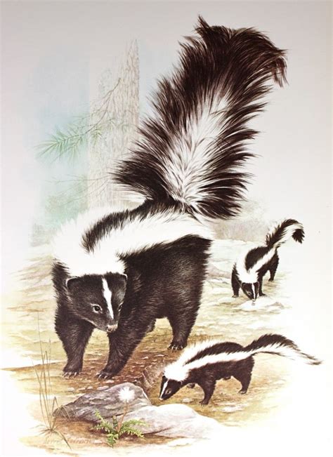 The 23 best Skunks! images on Pinterest | Skunk tattoo, Animal drawings ...