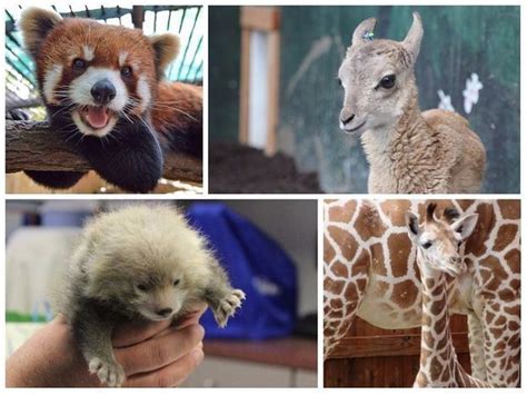 Upstate New York's cutest zoo animal: Get to know the adorable winner ...