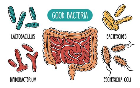 How Gut Bacteria Affects Cancer - Gastroenterologist Katy TX