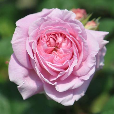 Heirloom Roses Rose Plant - The Summer Romance™ Rose Bush , Live Fragrant Plants for Outdoors ...