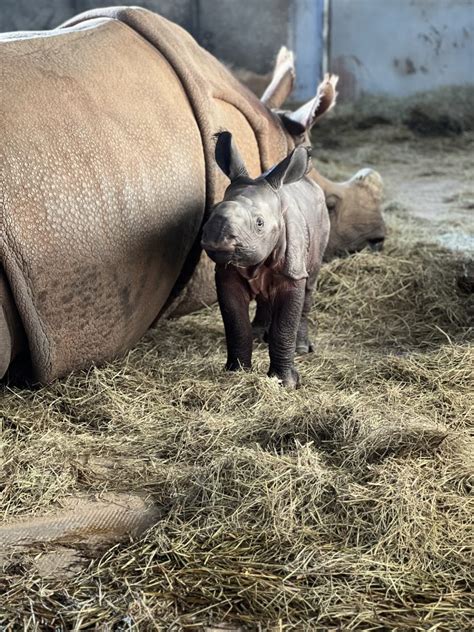 What's a Baby Rhino Called? Discover What to Call a Young Rhino