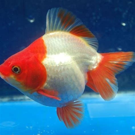 Goldfish Breeding: Thorough Guidance for Successful Reproduction - Learn About Nature