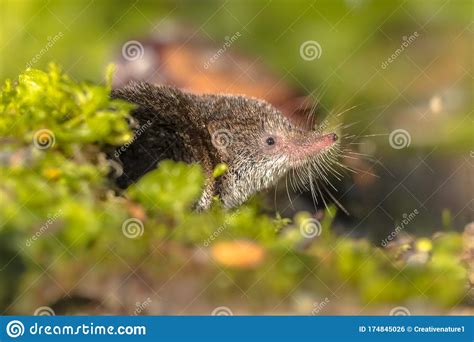 Eurasian Pygmy Shrew Natural Habitat Stock Photo - Image of closeup, looking: 174845026