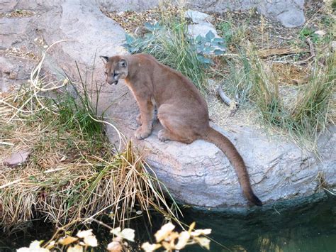 Arizona-Sonora Desert Museum | Center for English as a Second Language