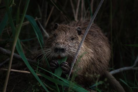 Nutria Information | Trutech Wildlife Removal