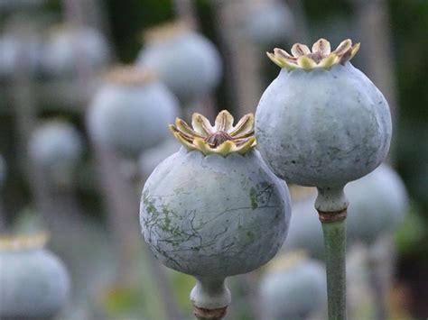 All About Poppy Seeds - What is Poppy Seed? | 88 Acres