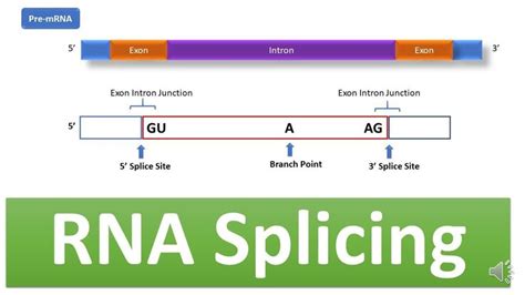 RNA Splicing: Mechanism of RNA Splicing, Spliceosome complex, snRNA, snRPs, mRNA Processing ...