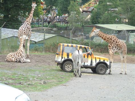 West Midlands Safari Park - ZooChat