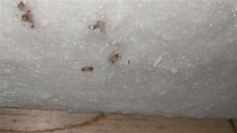 What Do Carpet Beetles Larvae Look Like | Two Birds Home