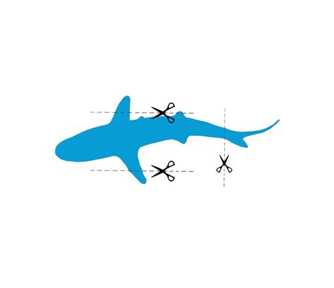 Sata Azores bans shark fin | FLY WITHOUT FINS