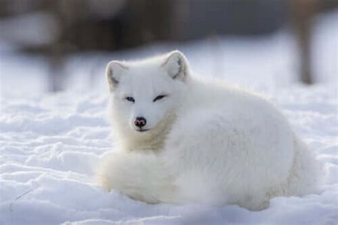 The Polar Fox: Characteristics, Diet, and Habitat - My Animals