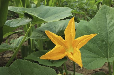 Pumpkin Vine Flowering - How Can You Tell If Your Pumpkins Got Pollinated | Gardening Know How