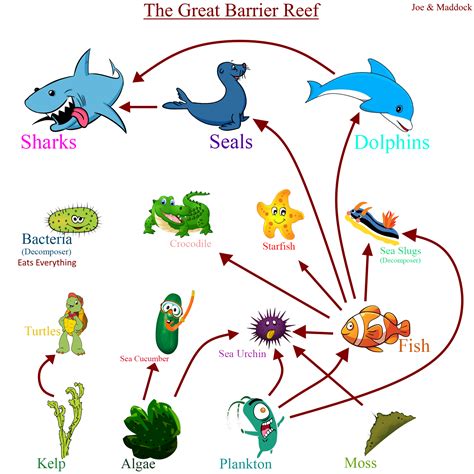 Sea Otter Food Chain Pyramid