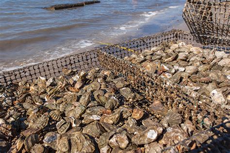 Oyster Farming - Bluffton.com