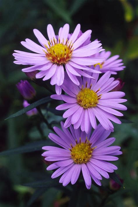 New York Aster Flowers (aster Sp.) Photograph by Dr. Nick Kurzenko - Fine Art America