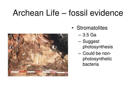 PPT - Recap of Archean Proterozoic life PowerPoint Presentation - ID ...