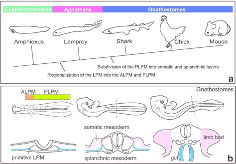 Model for the evolution of the lateral plate mesoderm (LPM); (a) a ...