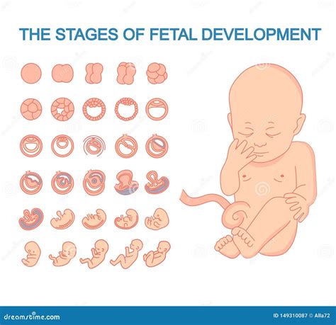 Baby Development Stages In Womb