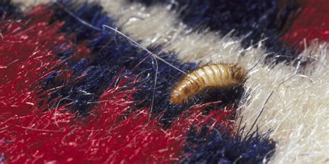 Carpet Beetles: How to Handle Them and What Causes Their Infestation