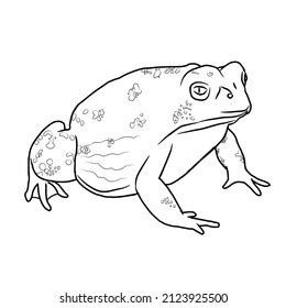 Coloring Book Line Art Frog Stock Illustration 2123925500 | Shutterstock