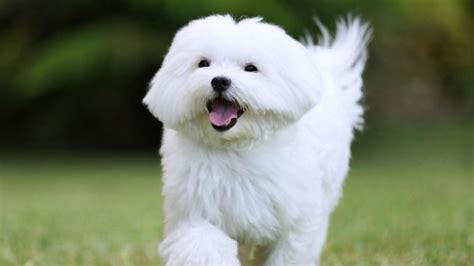 What Kind of Health Problems Are More Frequent in Maltese Dogs?