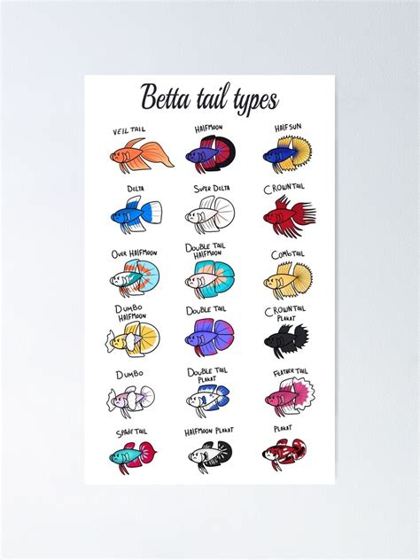 Betta Fish Tail Types | ubicaciondepersonas.cdmx.gob.mx