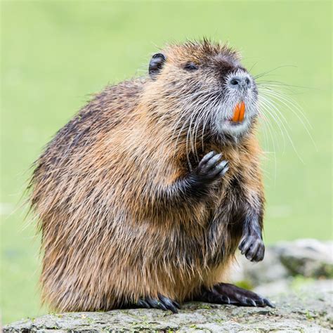 Nutria