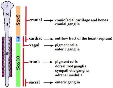 44 best Neural crest derivatives images on Pinterest | Anatomy ...