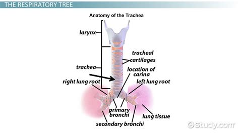 Describe the Function of the Trachea