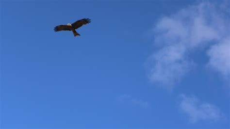 Wedge Eagle Stock Video Footage - 4K and HD Video Clips | Shutterstock