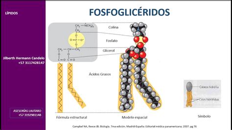 Lípidos. Estructura y función - YouTube