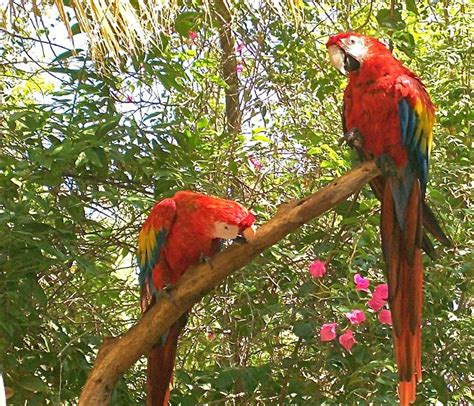 At the Phoenix Zoo Phoenix, Parrot, Zoo, Birds, Nature, Animals, Parrot Bird, Naturaleza, Animales