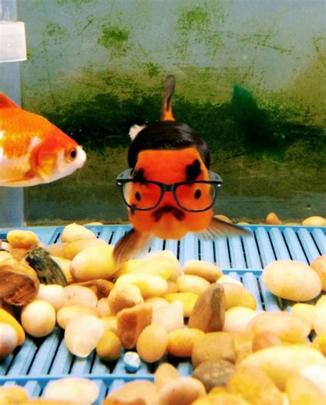 A Most Excellent Goldfish | Goldfish, What's so funny, Interesting animals