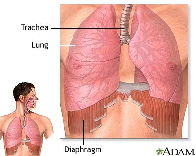 Rapid shallow breathing Information | Mount Sinai - New York