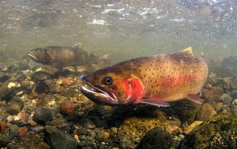 Cutthroat Trout: Life Cycle, Habitat, Diet, & More - Think Salmon