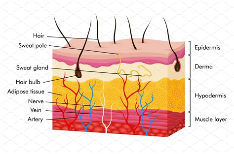 Layers Of The Skin Diagram