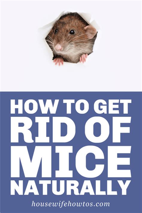 How to Get Rid of Mice Naturally and Keep Them Away for Good