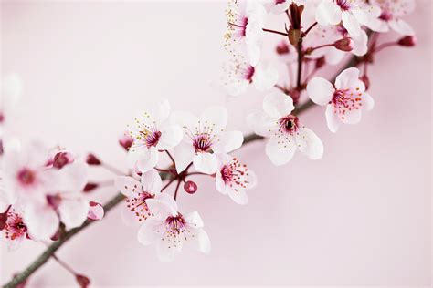 Sakura Cherry Blossom #9 by Catlane