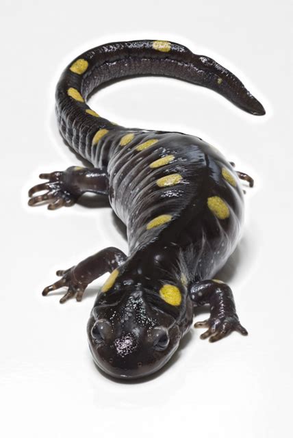 Mole salamander - Simple English Wikipedia, the free encyclopedia