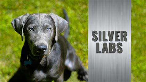 Silver Lab Puppies: Amazing Facts About The Silver Labrador Retriever ...