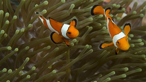 Clownfish Facts - Great Barrier Reef Foundation - Great Barrier Reef Foundation