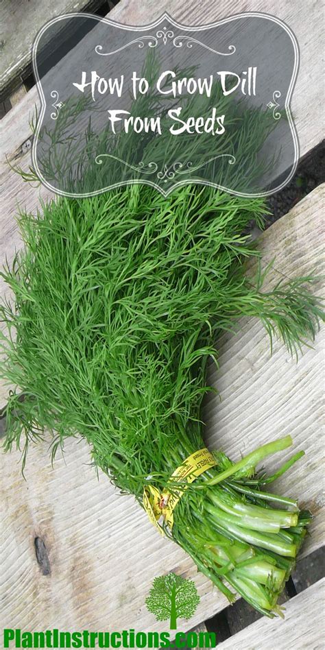 How to Grow Dill From Seeds - Plant Instructions