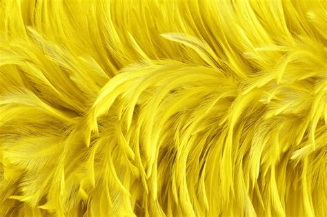 Premium Photo | Beautiful golden yellow bird feathers surface texture background.