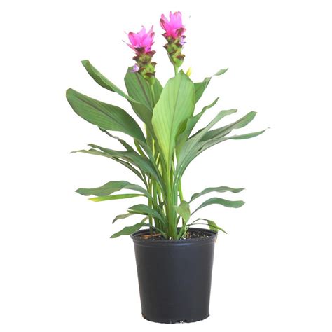 Curcuma Turmeric Plant - Urban Garden Center