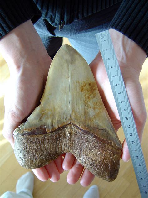 Giant Shark Teeth of Megalodon image - Free stock photo - Public Domain photo - CC0 Images