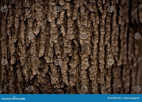 Dark Tree Bark Stock Photography | CartoonDealer.com #155328938