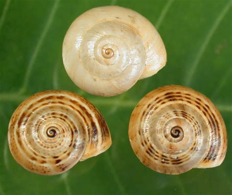 Eating Garden Snails Australia | Fasci Garden